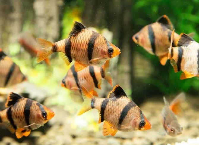Все о размножении барбусов в домашних условиях