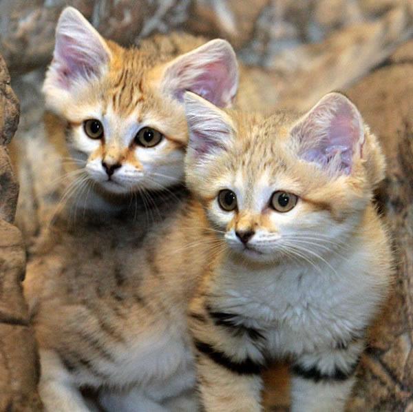 барханный или песчаный кот