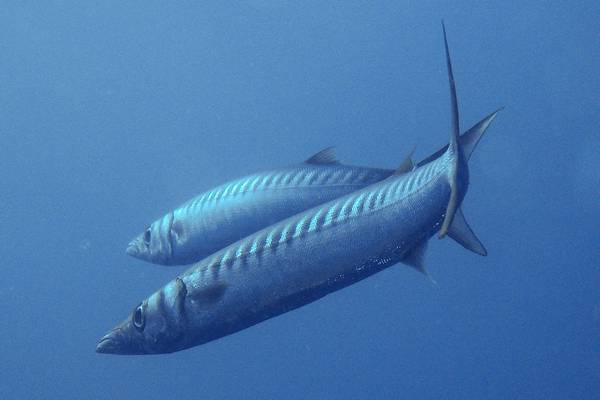 Страшные и опасные создания морей и океанов: мурены, скаты, бородовчатка, акулы, крокодилы, кубомедузы, осьминоги, морские змеи