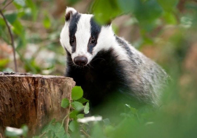 Барсук: описание животного, особенности, виды, образ жизни