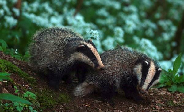Барсук-животное-Описание-особенности-виды-образ-жизни-и-среда-обитания-барсука-19