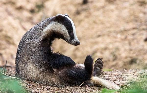 Барсук-животное-Описание-особенности-виды-образ-жизни-и-среда-обитания-барсука-22