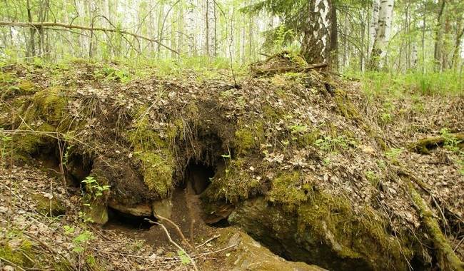 Барсук-животное-Описание-особенности-виды-образ-жизни-и-среда-обитания-барсука-15