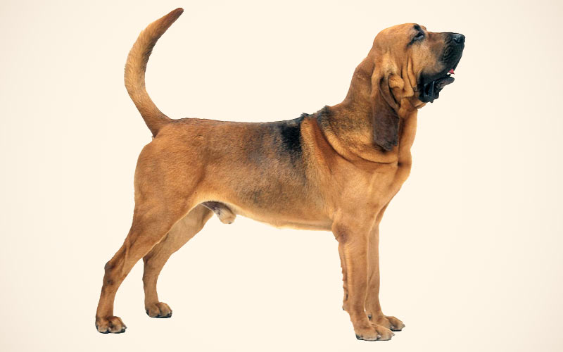 Порода собак Бассет-хаунд: описание, характер, как кормить