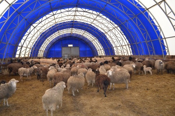 Баз для овец