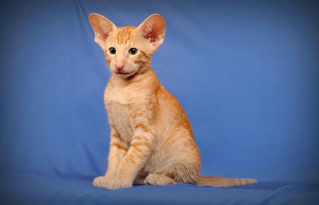 Грузинская кошка: как называется порода Грузинская кошка: как называется порода