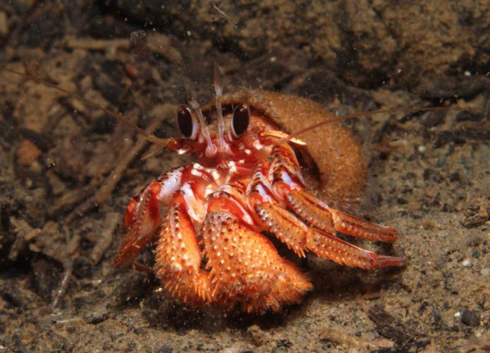 Взаимоотношения рака отшельника и других организмов называют: 1) взаимовыгодными 2)паразитическими3)конкурентными4) хищническими 