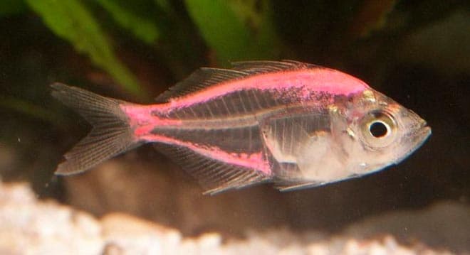 Стеклянный окунь (цветная, индийская, прозрачная, окрашенная аквариумная рыбка чанга ранга): содержание, совместимость, разведение (размножение), фото Стеклянный окунь (цветная, индийская, прозрачная, окрашенная аквариумная рыбка чанга ранга): содержание, совместимость, разведение (размножение), фото