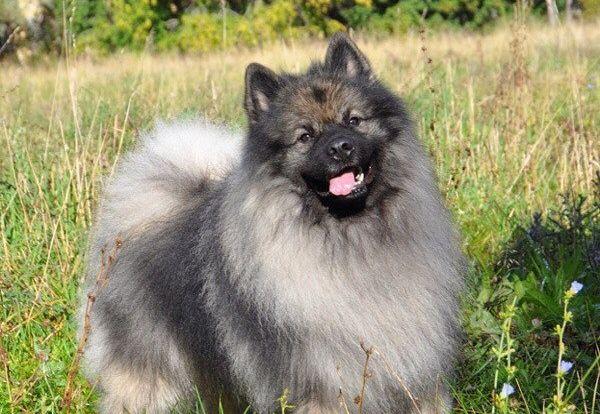 Волчий шпиц: описание и характеристика кеесхонда