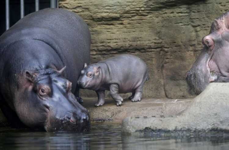 Чем отличается бегемот от гиппопотама