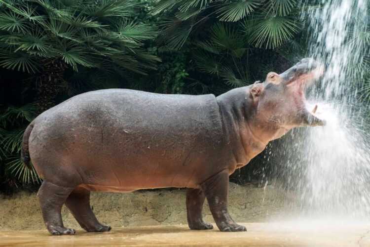 Чем отличается бегемот от гиппопотама