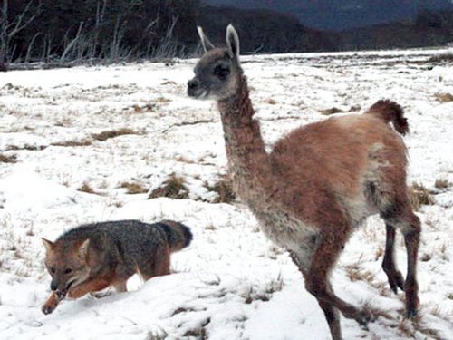В какой стране встречается животное гуанако