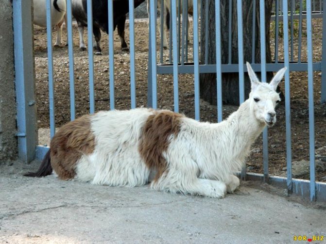 В какой стране встречается животное гуанако