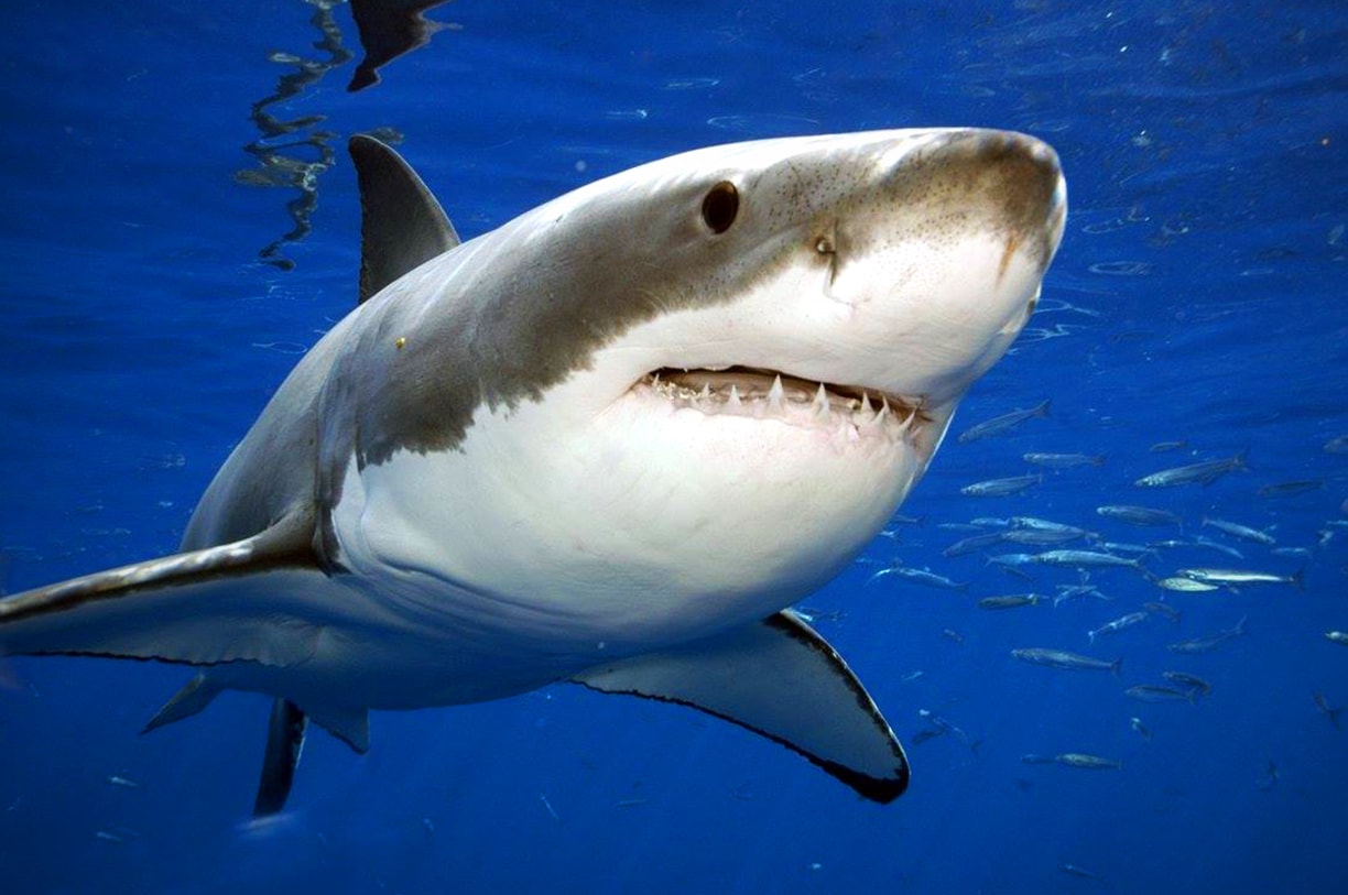 Белая акула
