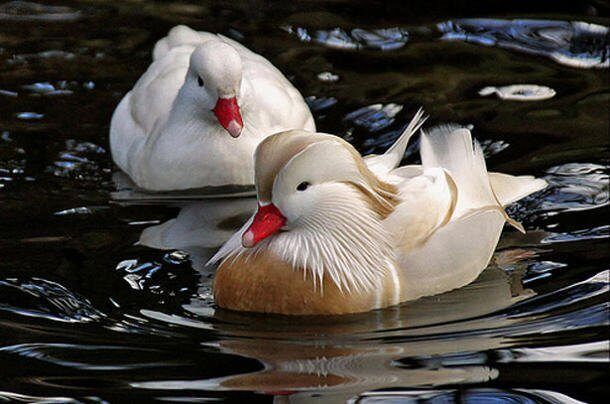 Белая утка мандаринка