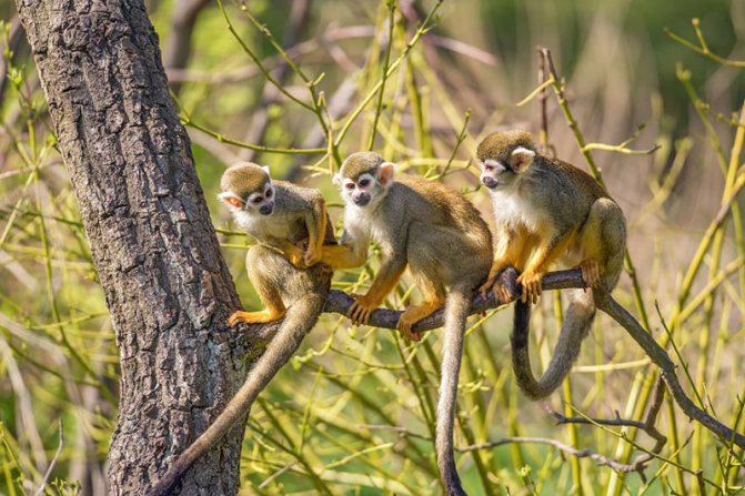 Беличьи обезьяны