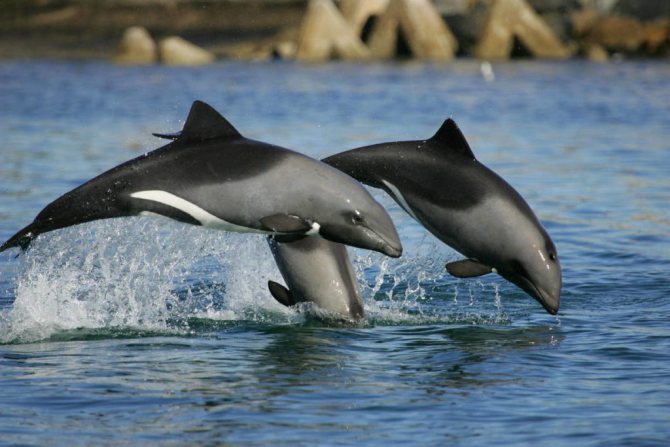 Белобрюхие дельфины Cephalorhynchus eutropia