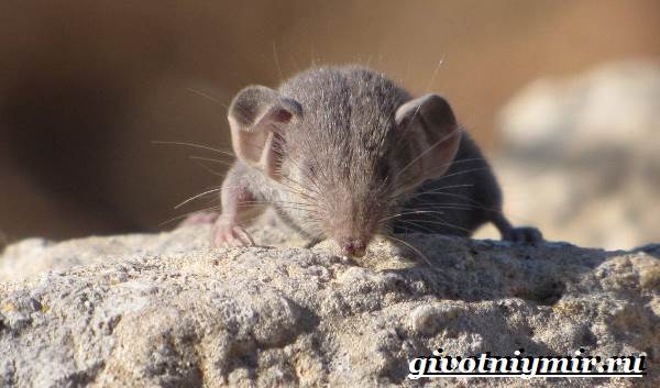 Белозубка-животное-Образ-жизни-и-среда-обитания-белозубки-20