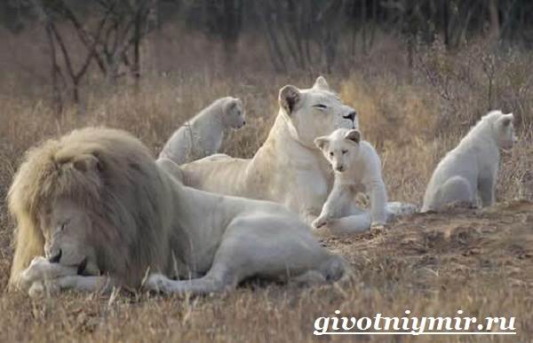 Белый-лев-Среда-обитания-и-образ-жизни-белого-льва-12