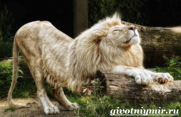 Белый-лев-Среда-обитания-и-образ-жизни-белого-льва-9