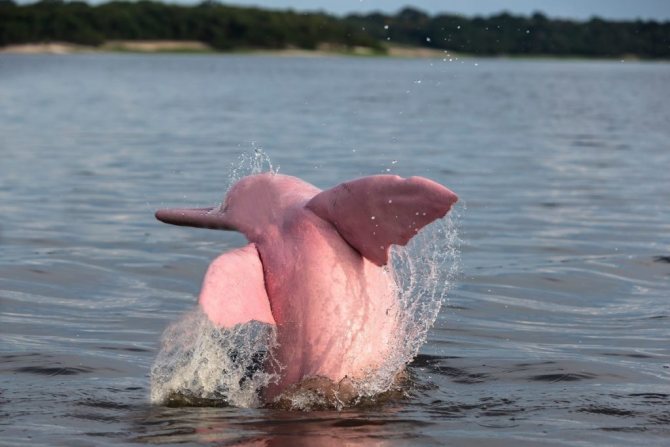 белый речной дельфин Inia geoffrensis