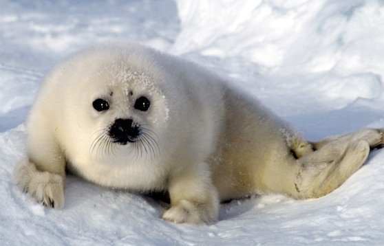 Белый тюлень