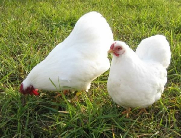 Белый виандот