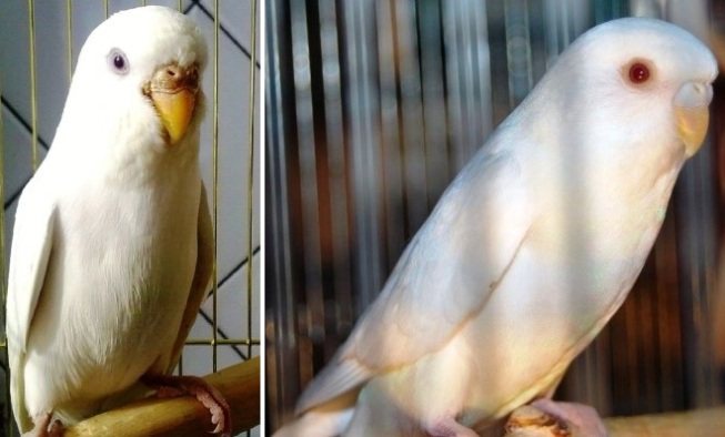 Голубой, зеленый, фиолетовый волнистый попугай: разновидности и расцветки