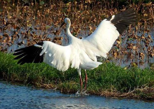 белый журавль стерх красная книга