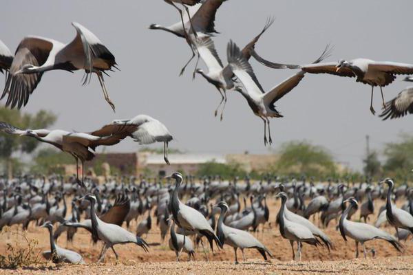белый журавль стерх в россии
