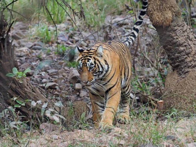 Бенгальский тигр