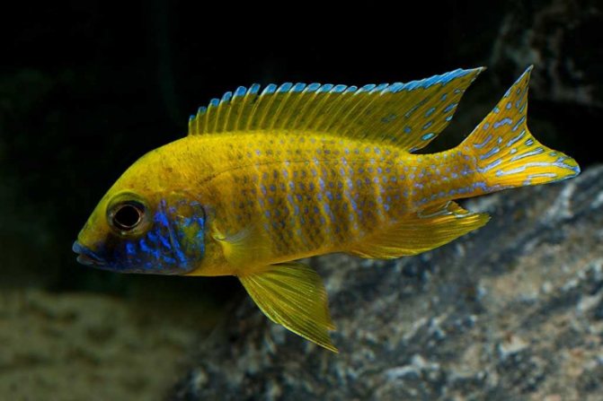 Аулонокара: содержание, совместимость, разведение, виды