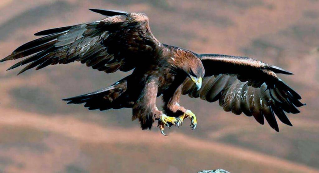 Золотой орел