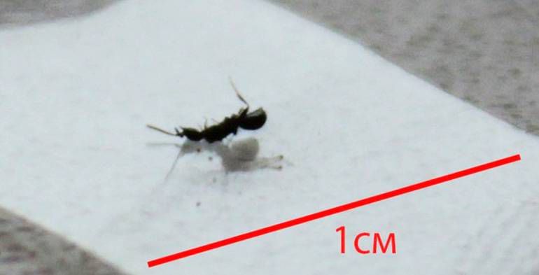 Как избавиться от клопов в квартире