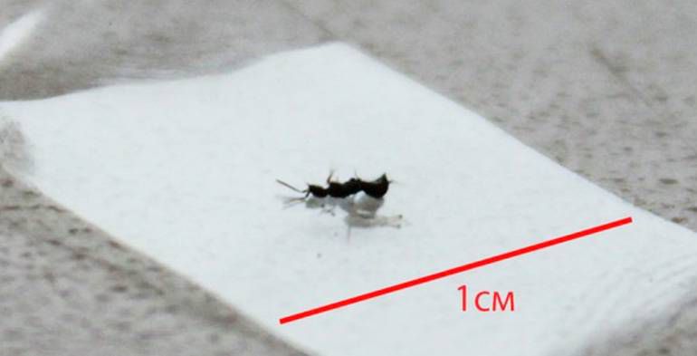 Как избавиться от клопов в квартире