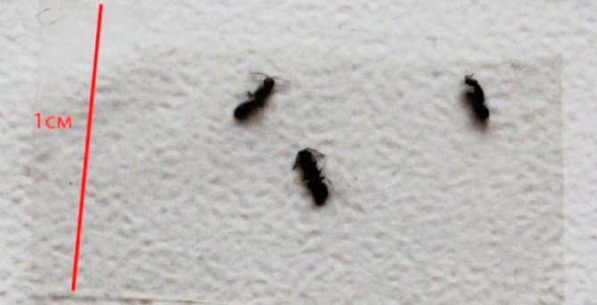 Как избавиться от клопов в квартире