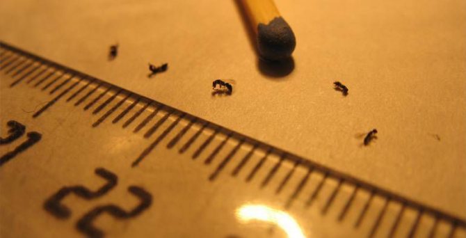 Как избавиться от клопов в квартире