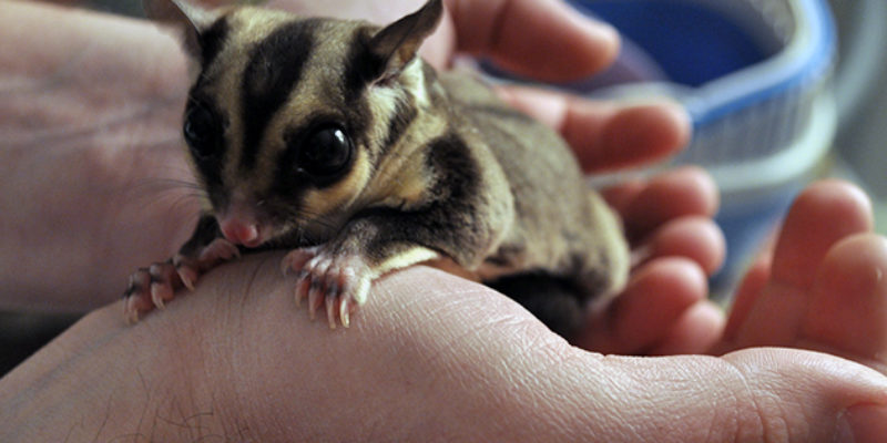 Как лечатся болезни сахарного поссума?