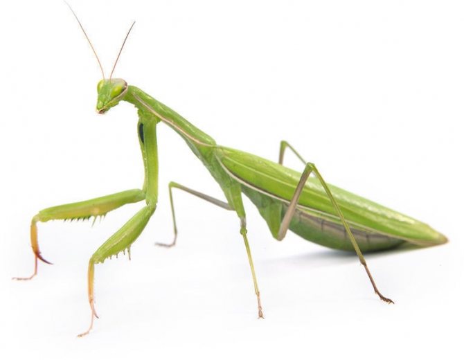 Примеры мимикрии у животных и растений