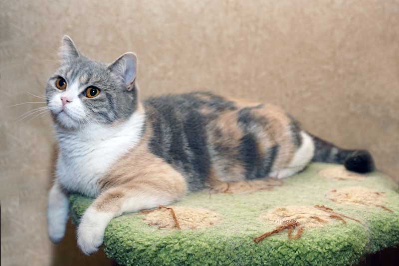 Черепаховая окраска кошек: особенности и характеристики, генетика, интересные факты