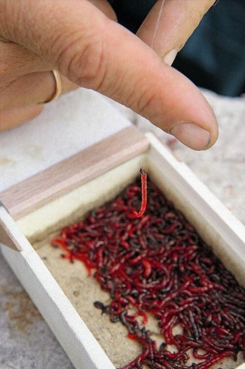 Одураченный