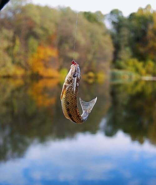 ловля крупного голавля на озере и реке: снасть, наживка, наживка