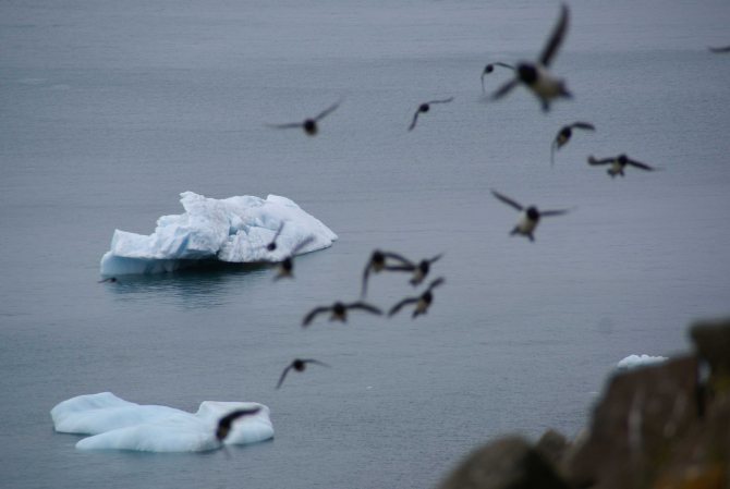 Какая птица не умеет летать, хорошо ныряет и плавает, добывает себе в пищу крабов, рачков, рыбу
