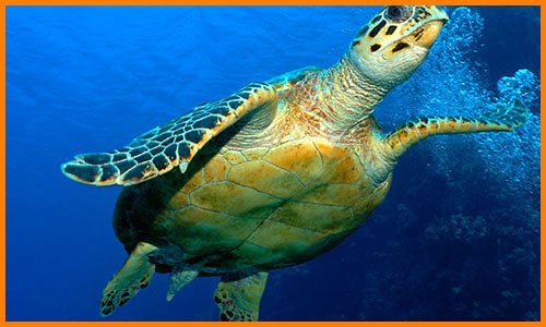 Отряд крокодилы: их особенности строения, признаки и характеристики