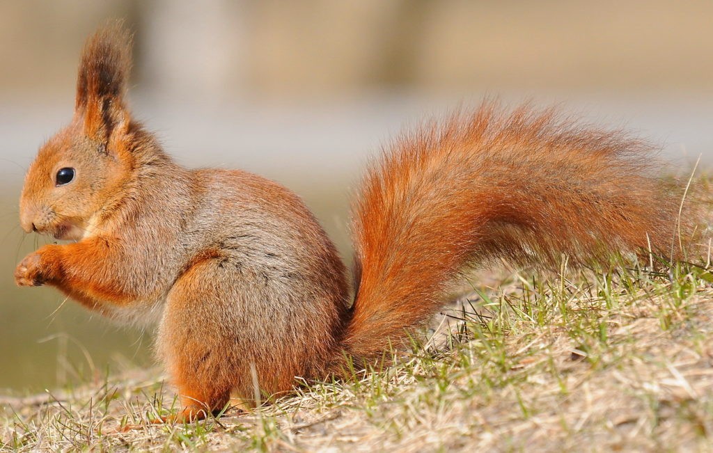 Обыкновенная белка