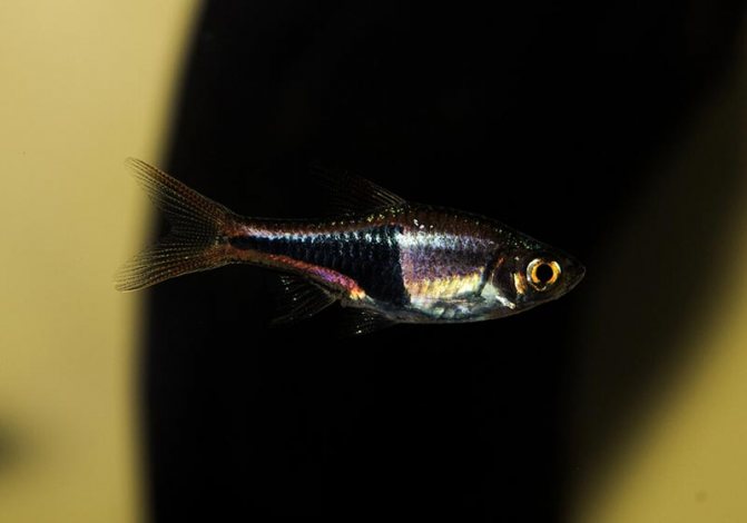 Расбора клинопятнистая: уход и содержание в аквариуме