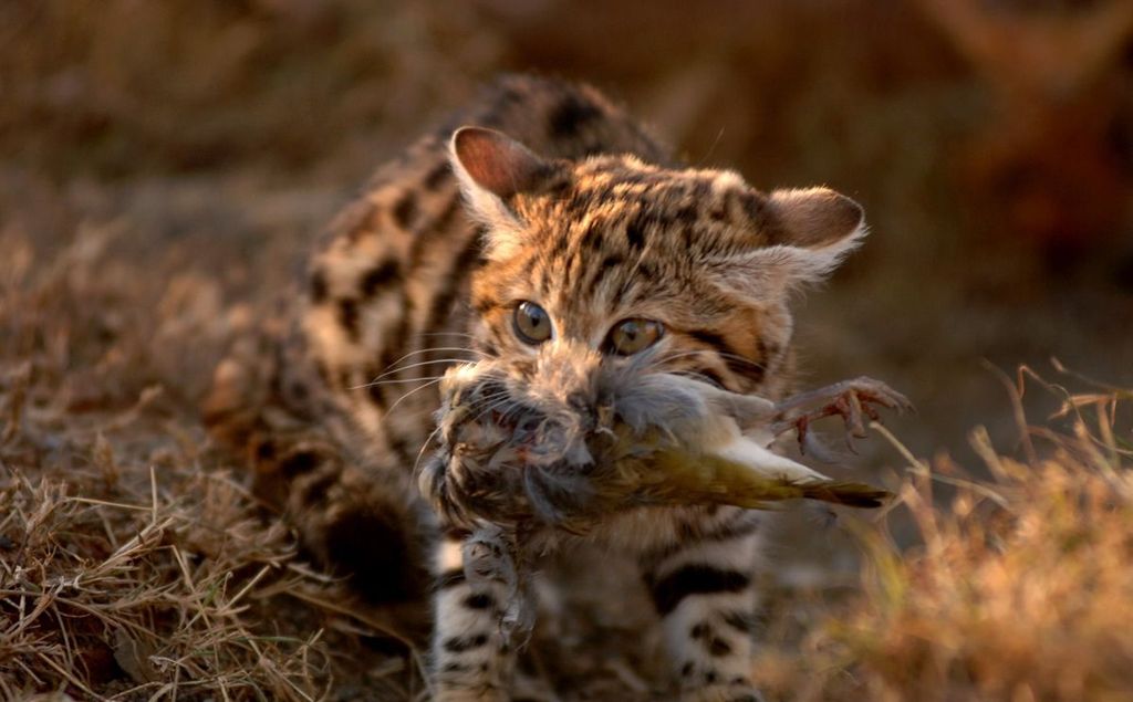 Черноногая кошка: описание, характер, внешний вид и среда обитания