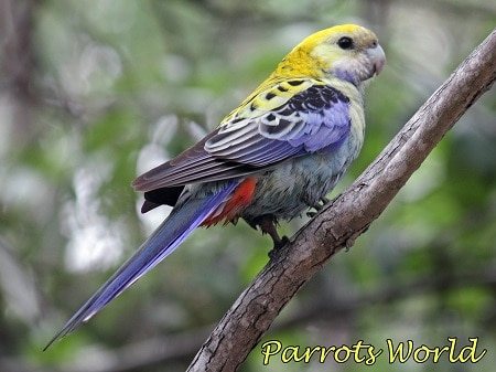 Бледноголовая розелла