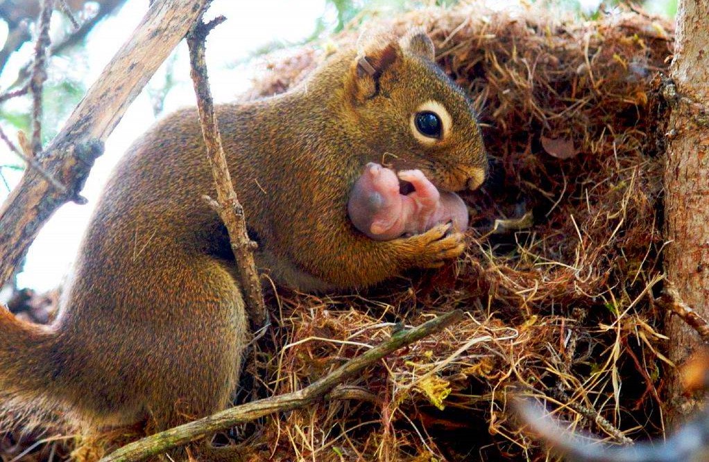 Белочка с белочкой