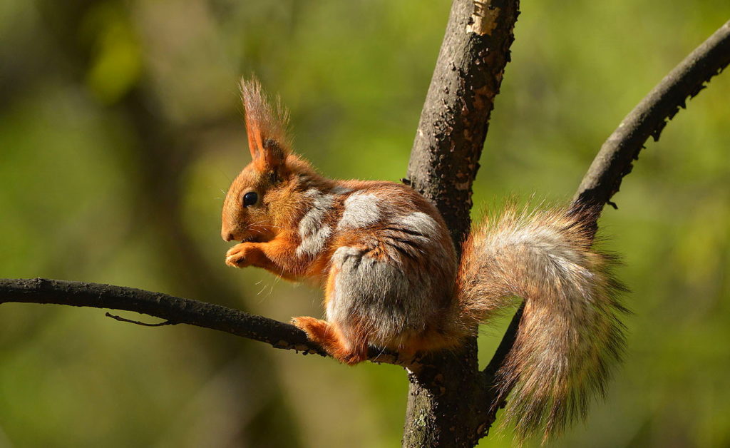 Изображение белки во время линьки